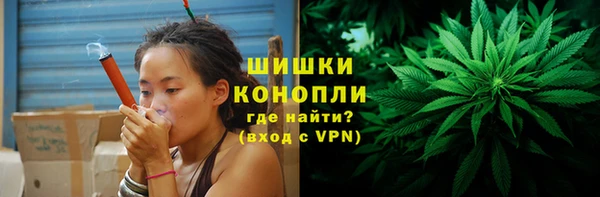 прущие грибы Новозыбков